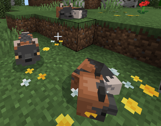 Black Bear